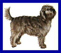 a well breed Otterhound dog